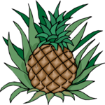 Pineapple 16
