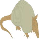 Armadillo 1