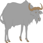 Water Buffalo 1