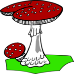 Mushrooms 04