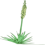 Yucca 3