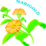 Marigold 3