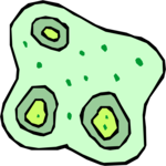 Biology - Bacteria 08