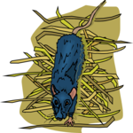 Rat 2 Clip Art