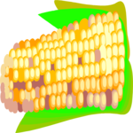 Corn 24