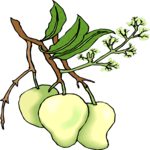Pears 08