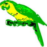 Parrot 03