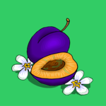 Plum 3