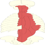 Musculature - Paraspinal