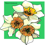 Narcissus 7