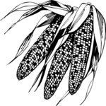 Corn - Indian