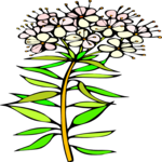 Wild Rose 2 Clip Art