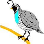 Quail 1 Clip Art