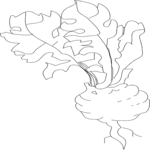 Beet 2 (2) Clip Art