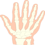 Bones - Hand