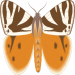 Moth 13 Clip Art