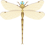 Dragonfly 04