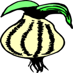 Onion 12 Clip Art