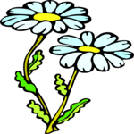 Camomile 3 Clip Art