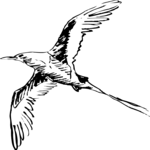 Bird Flying 15