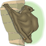 Bat 14