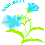 Harebell