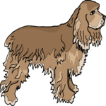 Cocker Spaniel 3