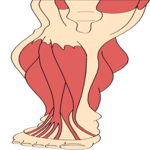 Musculature - Leg 1 Clip Art