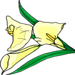 Calla Lily 2