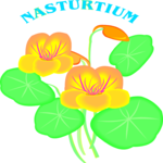 Nasturtium 3