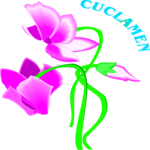 Cuclamen