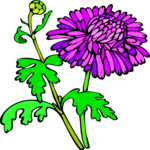 Chrysanthemum 2 Clip Art