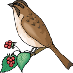 Sparrow 10 Clip Art