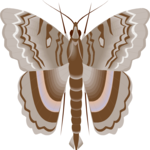 Moth 17 Clip Art