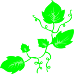 Ivy 1 Clip Art