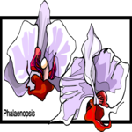 Phalaenopsis Clip Art