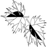Maple Leaves 1