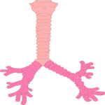 Respiratory System 2