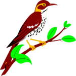 Thrush Clip Art