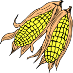 Corn 35