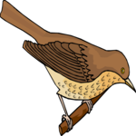 Bird Perched 92 Clip Art