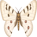 Moth 35