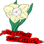 12 December - Narcissus