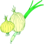 Onions 3