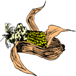 Corn 33