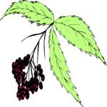 Plant 233 Clip Art