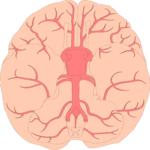 Brain - Inferior View 2