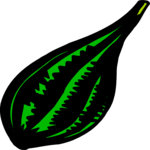 Squash 1 Clip Art