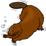 Beaver Swimming