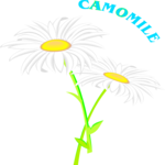 Camomile 7 Clip Art